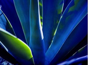 AGAVE 018 2
