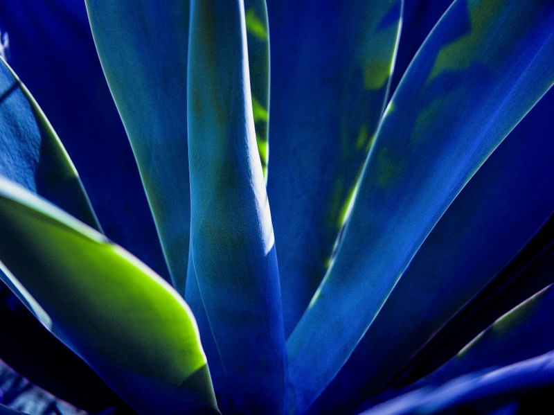 AGAVE 018 2