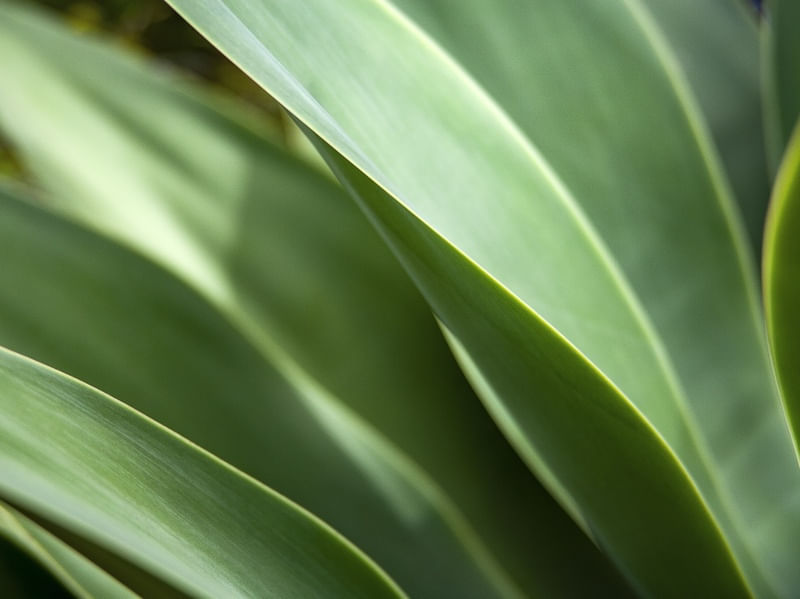 AGAVE 019