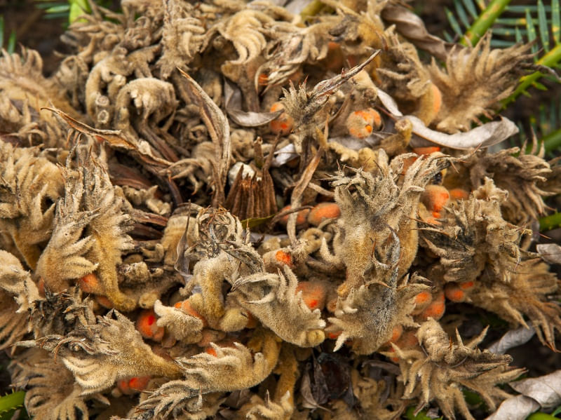 PALMEIRA CICA 2