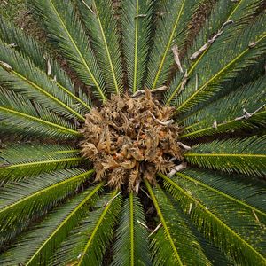 PALMEIRA CICA