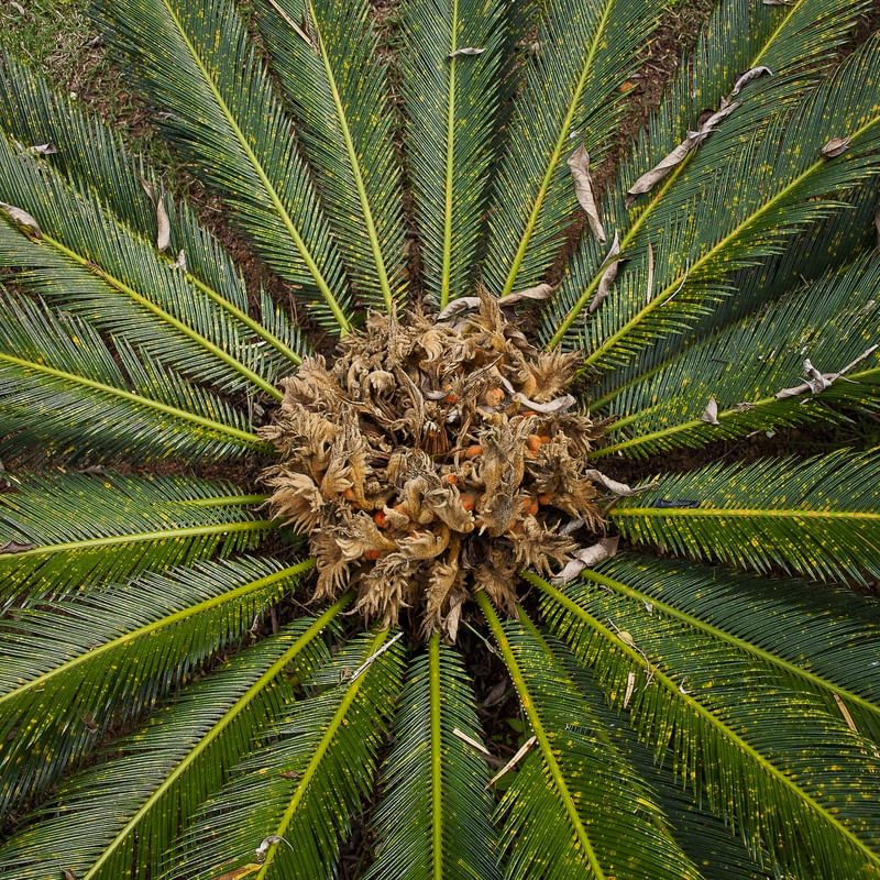PALMEIRA CICA