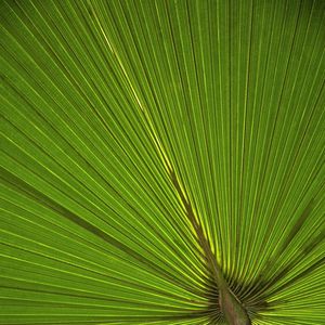 TROPICAL LEAF 9958