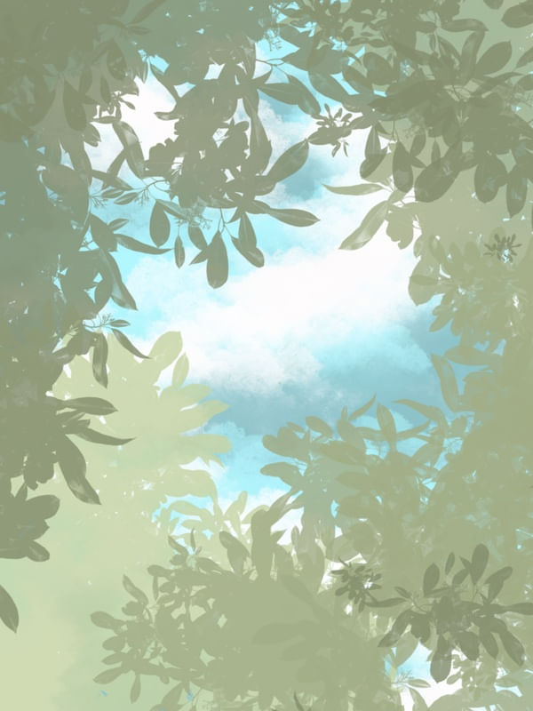 FOLHAS E CÉU COM NÚVEM