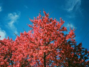 VIVID SAKURA