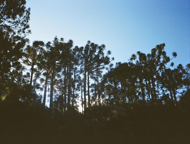 ARAUKARIA
