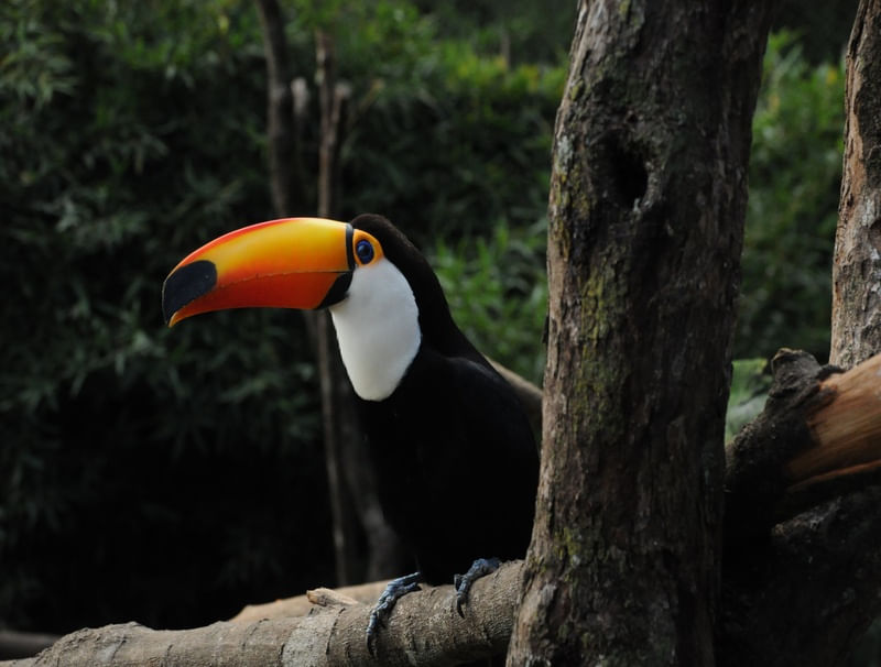 TUKANO