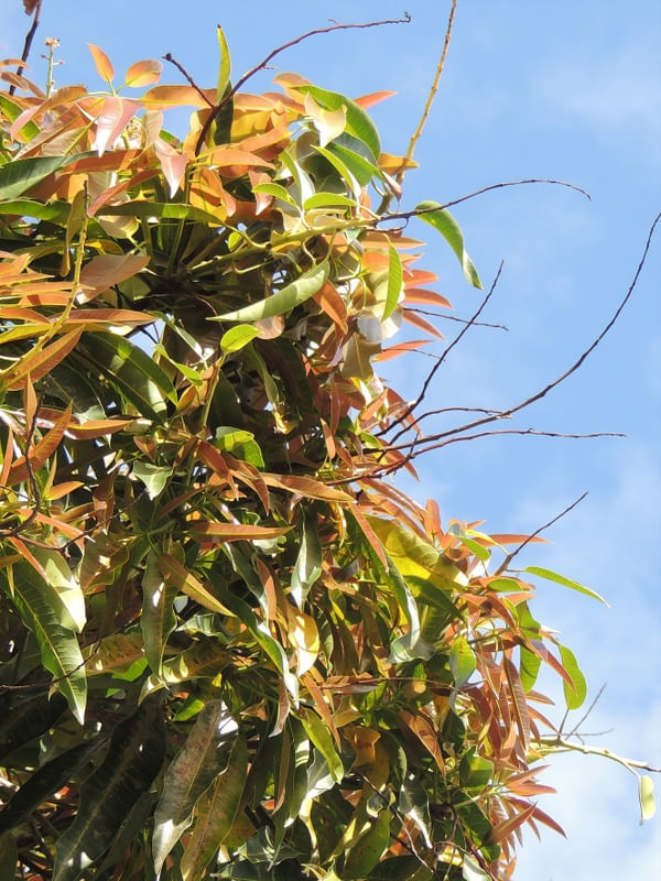 NATUREZA - MANGUEIRA - 01A