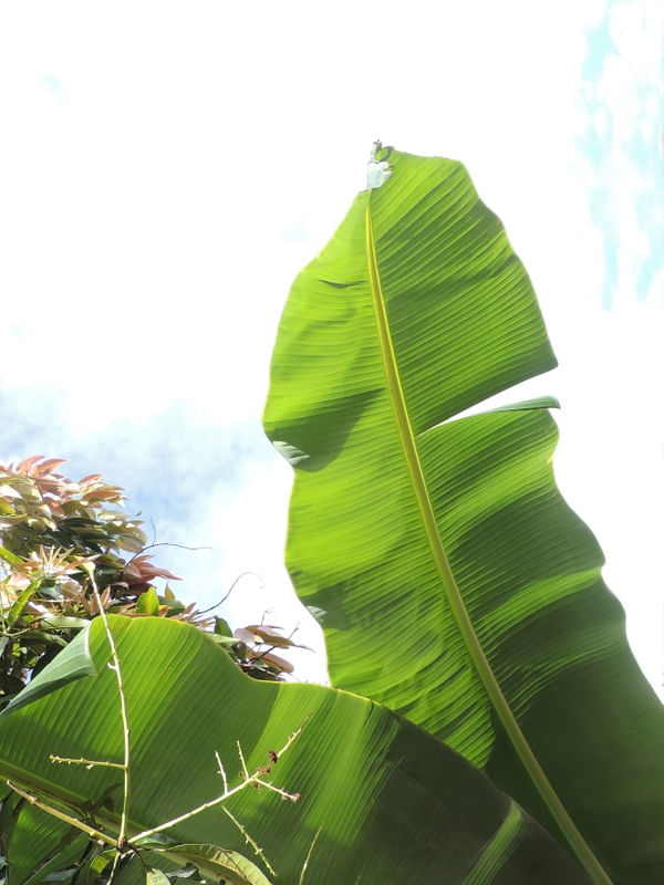 NATUREZA - BANANEIRA - 02A