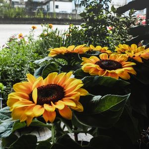 GIRASSÓIS AMARELOS