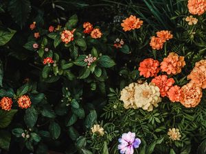 TAGETE E LANTANA