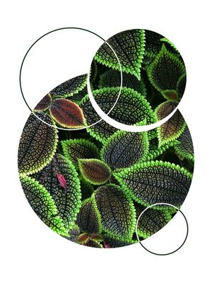 TROPICAL GEOMETRICO - 05H