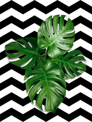 TROPICAL GEOMETRICO - 02B