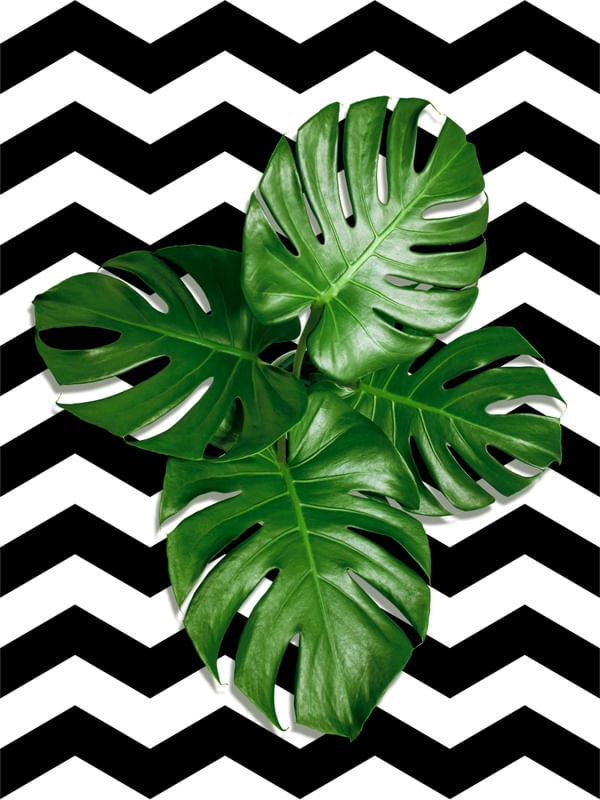 TROPICAL GEOMETRICO - 02B