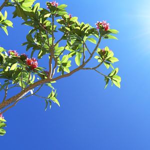 ÁRVORE PLUMÉRIA NUM DIA DE SOL