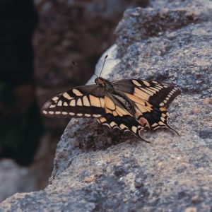 BORBOLETA EM CASTELO MOURO