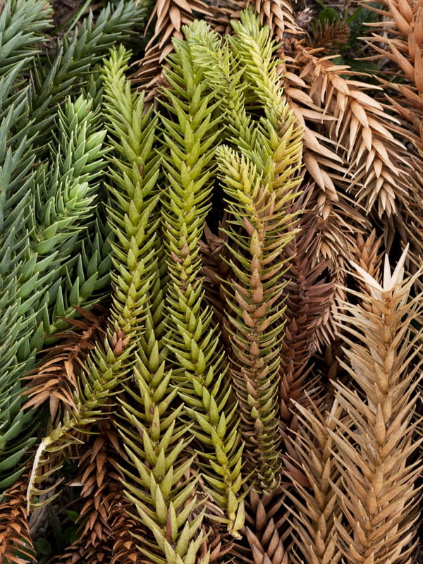 GALHOS DE ARAUCÁRIAS