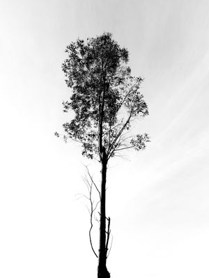 EUCALIPTO SOLITÁRIO