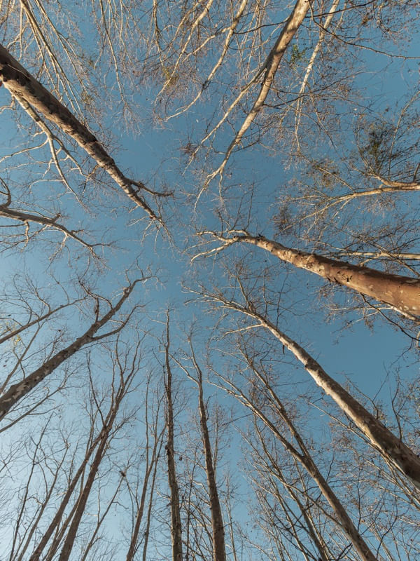 ÁRVORES MAPLES