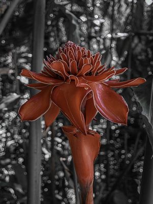 FLOR DA MATA ATLÂNTICA 2