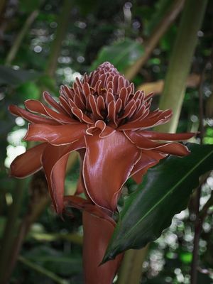 FLOR DA MATA ATLÂNTICA 3