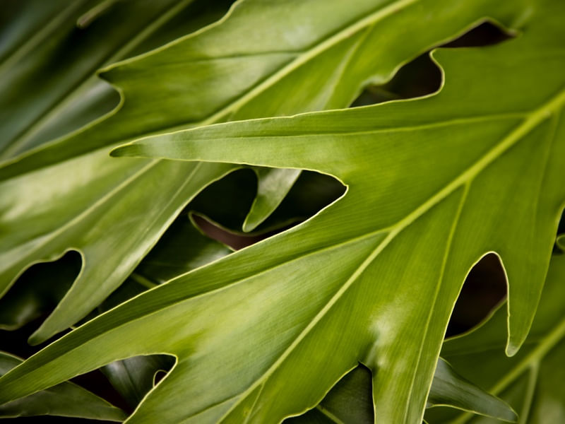 FLORA III MAANAIM
