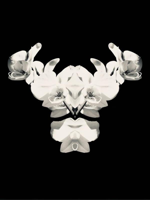 ORQUÍDEA 28