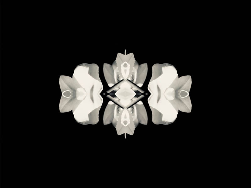 ORQUÍDEA 29