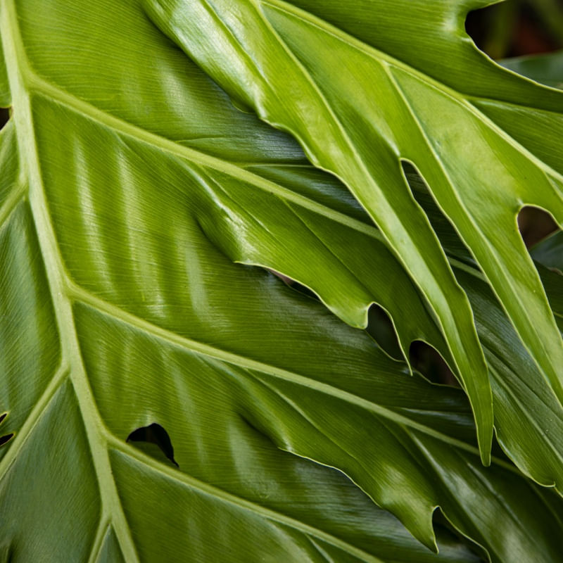 FLORA II MAANAIM 2