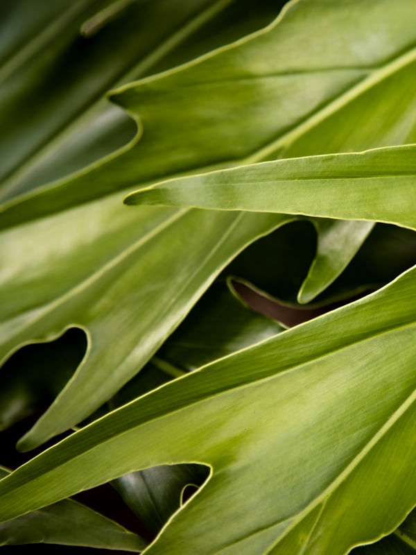 FLORA III MAANAIM 4