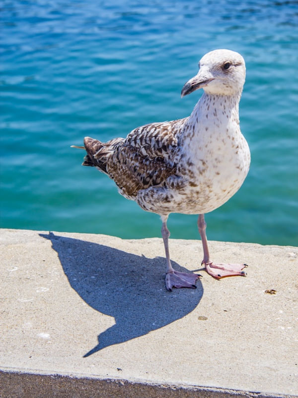 GAIVOTA E SOMBRA