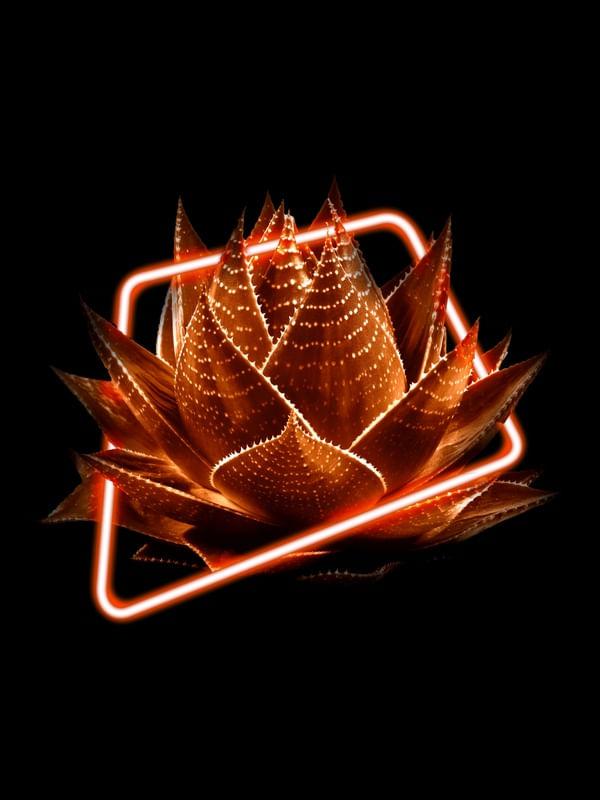 SUCULENTA NEON II
