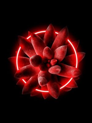 SUCULENTA NEON III