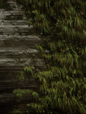NATUREZA: MUSGO SELVAGEM