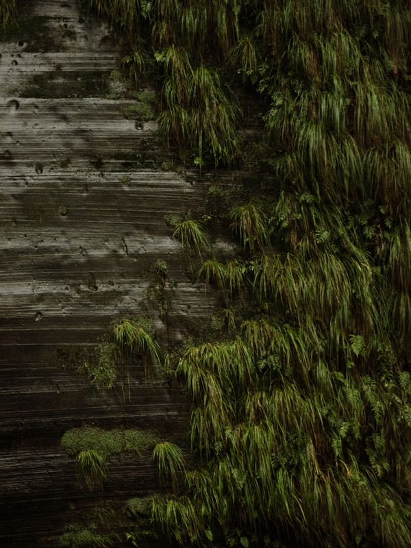 NATUREZA: MUSGO SELVAGEM