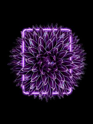 SUCULENTA NEON V