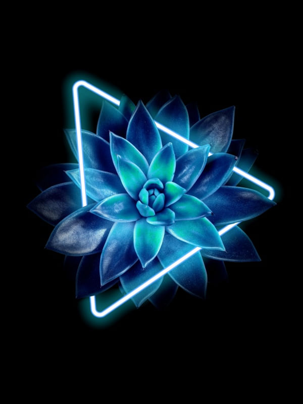 SUCULENTA NEON I