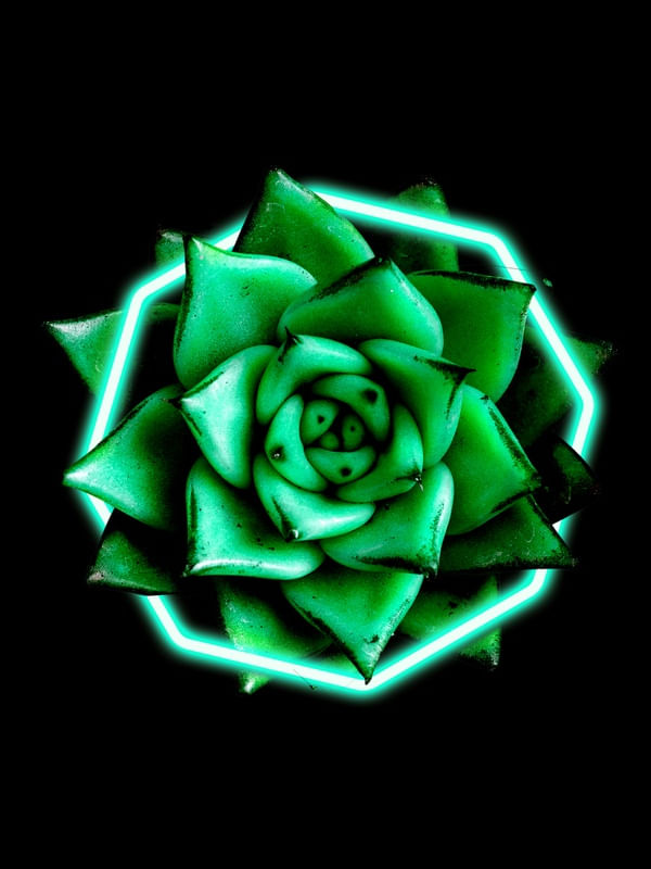 SUCULENTA NEON IV