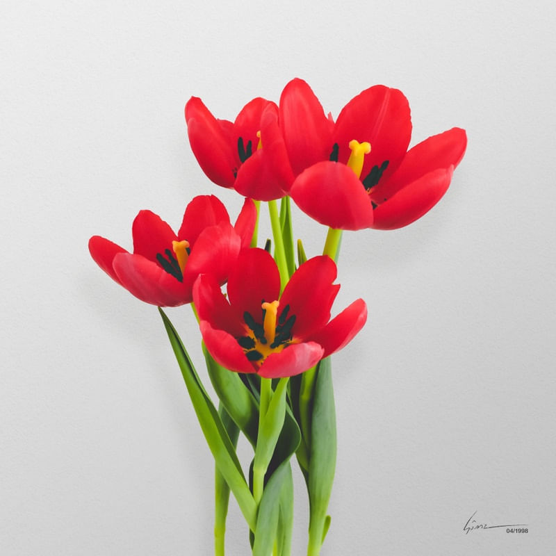 SUNNY TULIP