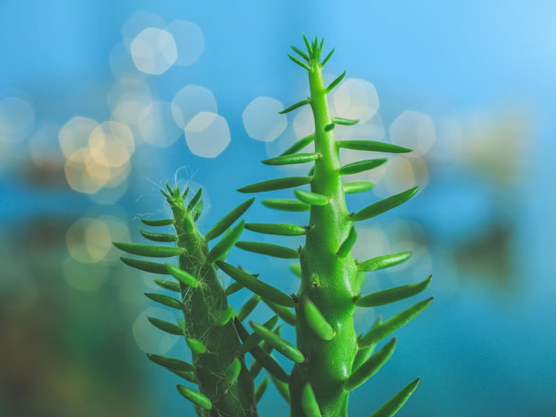 MINI CACTOS VERDES