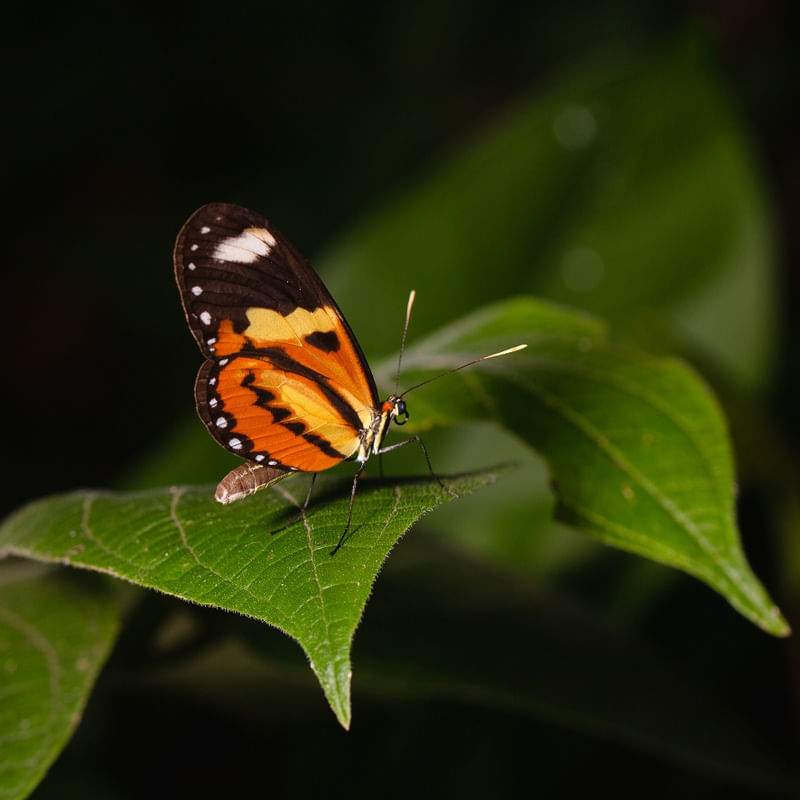 BORBOLETA NA FOLHA VERDE