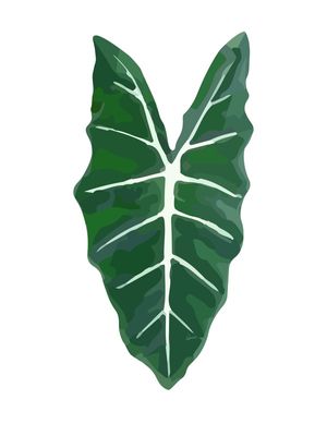 ALOCASIA LONGILOBA