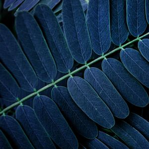FOLHAS TROPICAIS EM FOCO - DIPTICO 1 DE 2