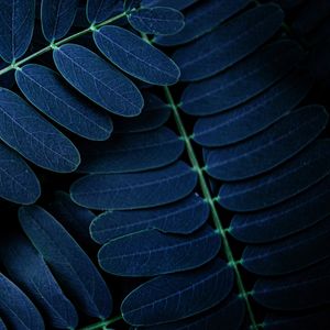 FOLHAS TROPICAIS EM FOCO - DIPTICO 2 DE 2