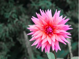 FLOR ROSA EM FUNDO MONOCROMÁTICO