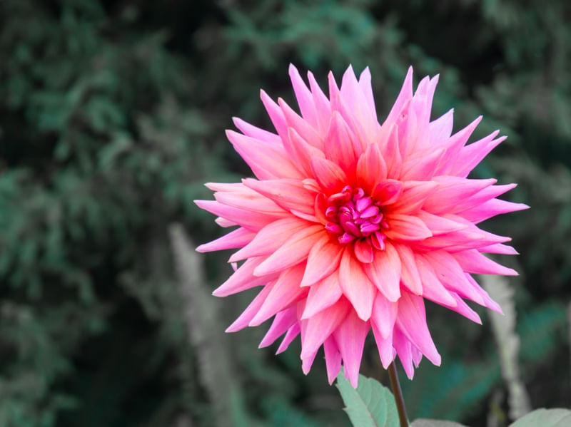 FLOR ROSA EM FUNDO MONOCROMÁTICO