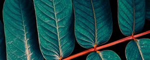 FOLHAS TROPICAIS EM FOCO 1 - DIPTICO 1 DE 2