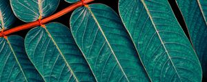 FOLHAS TROPICAIS EM FOCO 1 - DIPTICO 2 DE 2