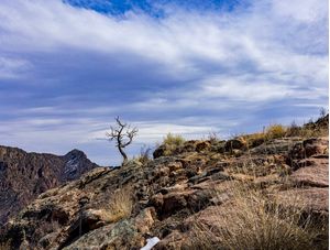TREE ALONE ROCKS