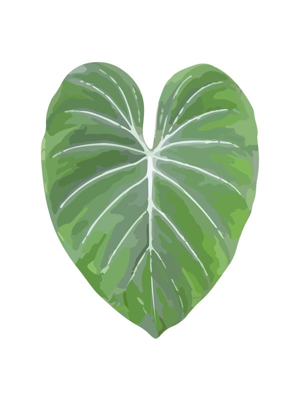 PHILODENDRON GLORIOSUM